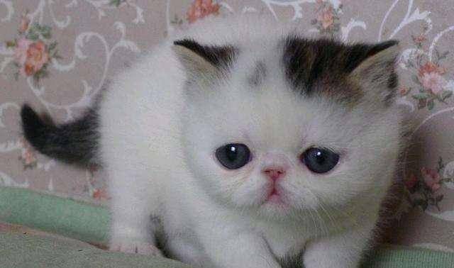 100个创意宠物猫名字（宠物猫名字大全霸气）