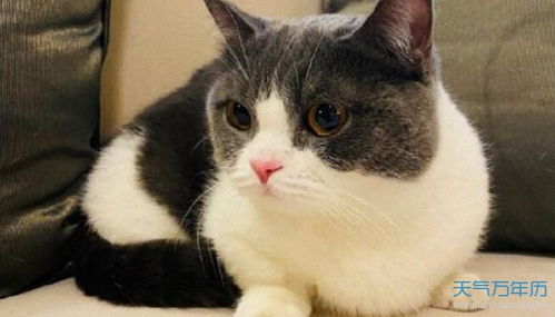100个创意宠物猫名字（宠物猫名字大全霸气）