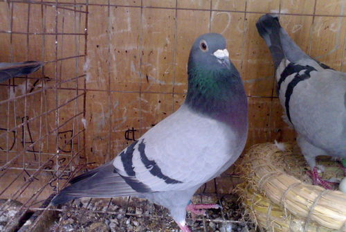 适合刘姓男孩的名字（适合刘姓男孩的名字两个字）