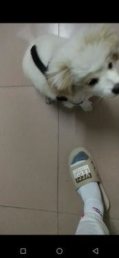 小狗取什么名字好听(今天的小狗取什么名字好听) 小狗取什么名字好听(今天的小狗取什么名字好听)