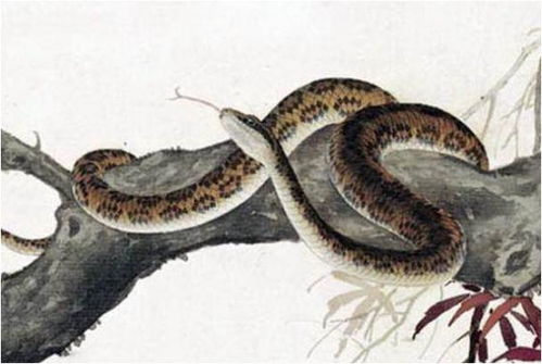 属蛇人一生最克3个人(蛇的第一贵人是谁) 属蛇人一生最克3个人(蛇的第一贵人是谁)