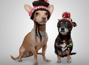 宠物名字大全霸气（宠物名字大全霸气英文）