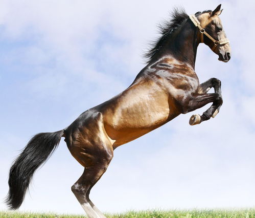 好听男孩名(马亦什么好听男孩名) 好听男孩名(马亦什么好听男孩名)