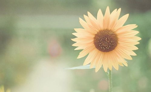 淡然 安静 朴素的网名(淡然 安静 朴素的签名) 淡然 安静 朴素的网名(淡然 安静 朴素的签名)