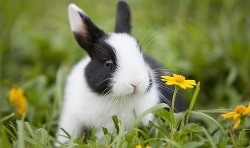 属兔女孩取名字最吉利的字(属兔女孩取名字最吉利的字带草带水) 属兔女孩取名字最吉利的字(属兔女孩取名字最吉利的字带草带水)