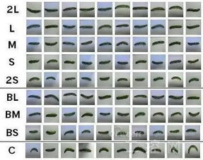 起名字的种类(起名字要素) 起名字的种类(起名字要素)