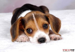 狗狗名字独特(狗狗名字独特好听) 狗狗名字独特(狗狗名字独特好听)