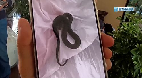 夫妻旅游回家发现客厅爬满蛇 夫妻旅游回家发现客厅爬满蛇