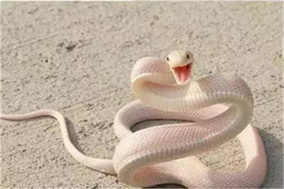 夫妻旅游回家发现客厅爬满蛇 夫妻旅游回家发现客厅爬满蛇