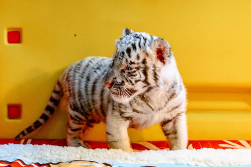 虎年宝宝小名洋气(2021年虎宝宝小名) 虎年宝宝小名洋气(2021年虎宝宝小名)