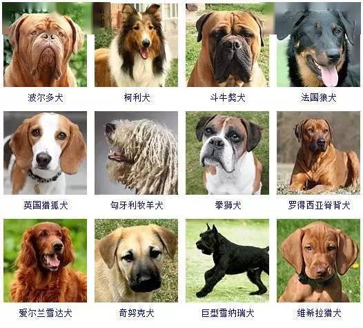 狗狗名字吉利好运财旺(狗狗名字吉利好运财旺还时髦) 狗狗名字吉利好运财旺(狗狗名字吉利好运财旺还时髦)