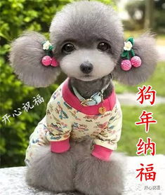 狗狗名字吉利好运财旺(狗狗名字吉利好运财旺还时髦) 狗狗名字吉利好运财旺(狗狗名字吉利好运财旺还时髦)