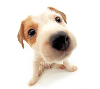 狗狗起个旺主人的名字（狗狗起个旺主人的名字三个字）