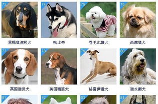 狗狗起个旺主人的名字（狗狗起个旺主人的名字三个字）