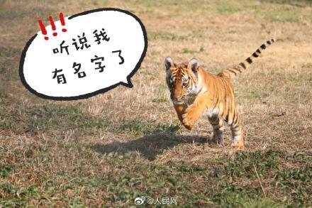 属虎的宝宝取名字大全(属虎的小宝宝起名字) 属虎的宝宝取名字大全(属虎的小宝宝起名字)