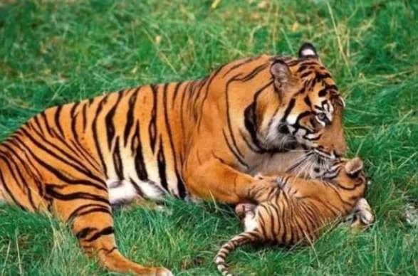 带山带木的虎宝宝名字(带山带木的虎宝宝名字男孩) 带山带木的虎宝宝名字(带山带木的虎宝宝名字男孩)