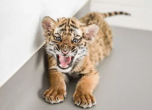 带山带木的虎宝宝名字(带山带木的虎宝宝名字男孩) 带山带木的虎宝宝名字(带山带木的虎宝宝名字男孩)