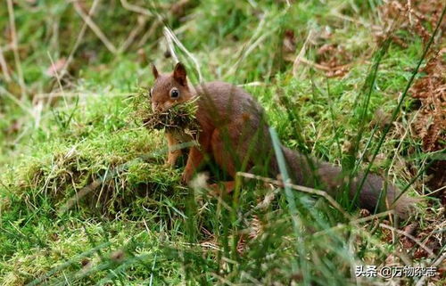 僵尸松鼠触手兔 美国又发现变异鹿 僵尸松鼠触手兔 美国又发现变异鹿