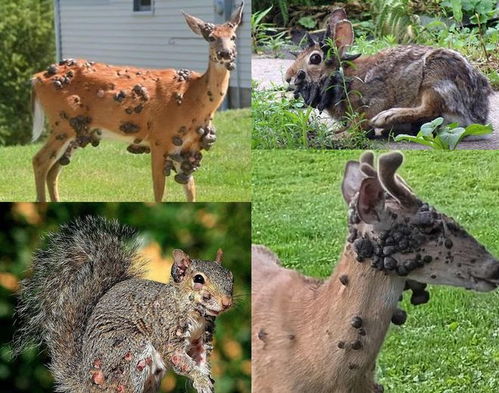 僵尸松鼠触手兔 美国又发现变异鹿 僵尸松鼠触手兔 美国又发现变异鹿