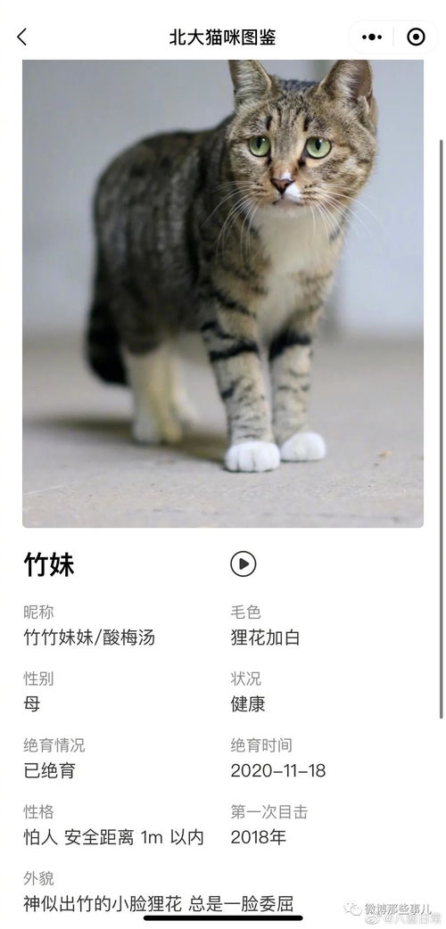 独一无二的猫咪名字(独一无二的猫咪名字顺口) 独一无二的猫咪名字(独一无二的猫咪名字顺口)