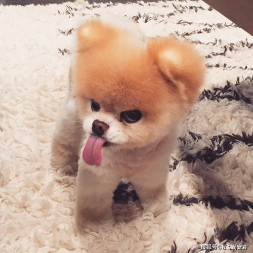 给狗狗取名字(如何给狗狗取名字) 给狗狗取名字(如何给狗狗取名字)