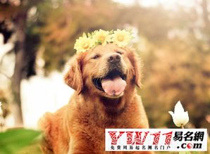 宠物名字大全萌(宠物名字大全集) 宠物名字大全萌(宠物名字大全集)