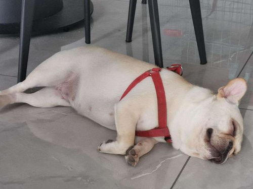 狗狗起名字旺主人（狗狗起名字旺主人免费）