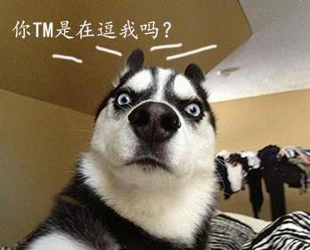 狗狗起名字旺主人（狗狗起名字旺主人免费）