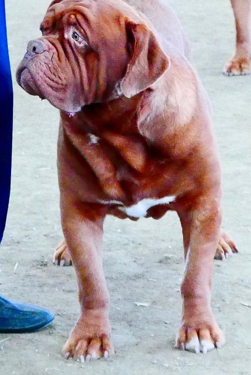 狗狗起名字旺主人（狗狗起名字旺主人免费）