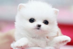 宠物好听的独特名字（100个笑死人的宠物名字）