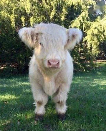 牛宝宝取名大全2021款免费(牛宝宝起名字2021免费) 牛宝宝取名大全2021款免费(牛宝宝起名字2021免费)