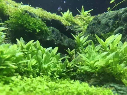 有草有水的寓意好的名字（有水有草含义好的名字）