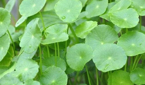 有草有水的寓意好的名字（有水有草含义好的名字）