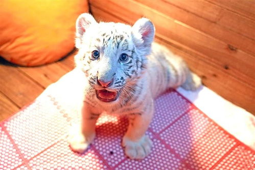 属虎女宝宝取名大全(属虎女孩儿名字) 属虎女宝宝取名大全(属虎女孩儿名字)