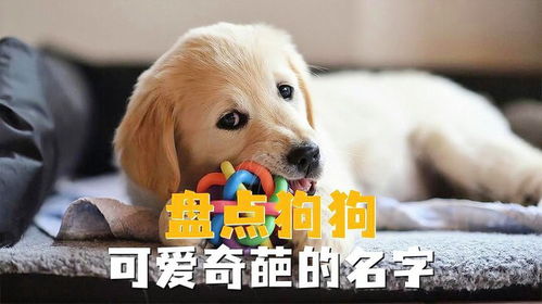 小狗取名字大全可爱（小狗取名字大全可爱三个字）