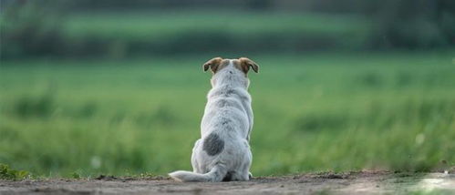 小狗取名字大全可爱（小狗取名字大全可爱三个字）