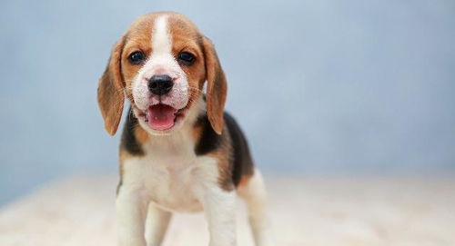 狗狗起名字好听又吉利(黑色狗狗起名字好听又吉利) 狗狗起名字好听又吉利(黑色狗狗起名字好听又吉利)