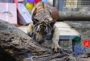 虎宝宝取名字大全免费查询（虎宝宝免费起名）