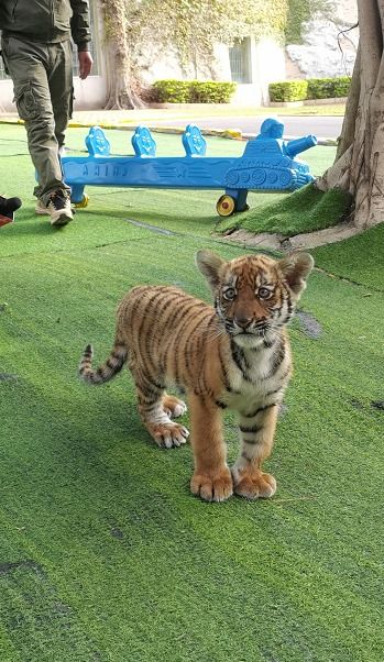 虎宝宝取名字大全免费查询（虎宝宝免费起名）