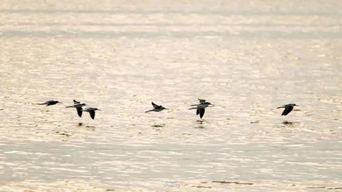 有诗意的名字(一个有诗意的名字) 有诗意的名字(一个有诗意的名字)