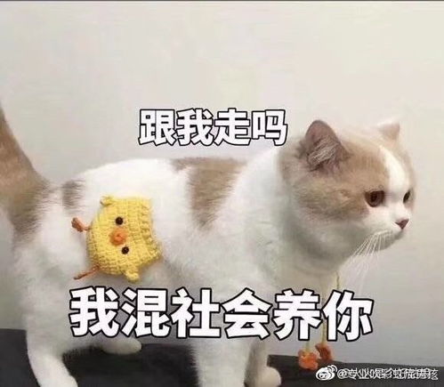 幽默开心的群名(幽默开心的群名字大全霸气) 幽默开心的群名(幽默开心的群名字大全霸气)