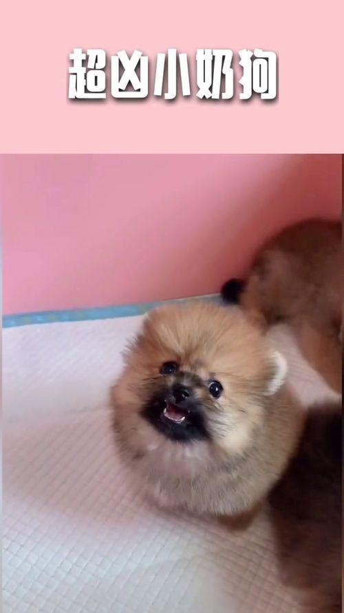 奶凶奶凶可爱小名(奶凶奶凶可爱小名可爱又特别的乳名) - 今题网