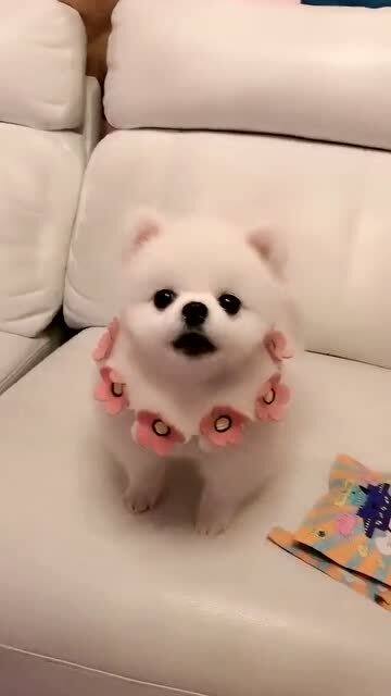 奶凶奶凶可爱小名(奶凶奶凶可爱小名可爱又特别的乳名) - 今题网