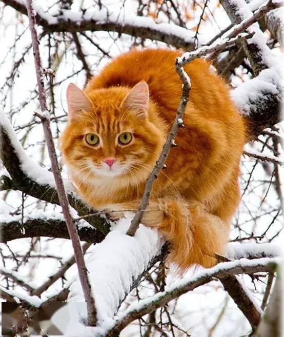 虎年独一无二的名字男孩（虎年的男孩名字大全） - 今题网