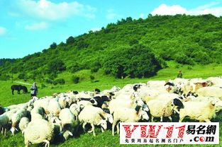 公司起名字大全免费（养殖公司起名字大全免费）