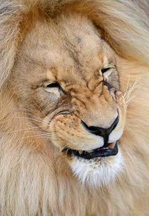 狮子男特别喜欢清纯的女孩(狮子男喜欢清纯的长相) 狮子男特别喜欢清纯的女孩(狮子男喜欢清纯的长相)