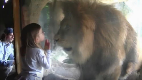 狮子男特别喜欢清纯的女孩(狮子男喜欢清纯的长相) 狮子男特别喜欢清纯的女孩(狮子男喜欢清纯的长相)