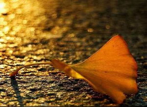 狮子座适合什么星座(狮子座适合什么星座配对) 狮子座适合什么星座(狮子座适合什么星座配对)