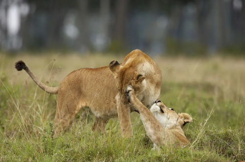 狮子女给人的感觉（狮子女最吸引哪类人）
