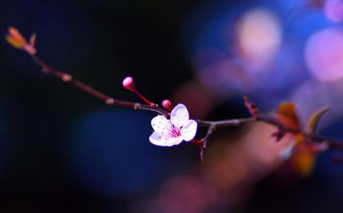 2022桃花好到爆星座女(2021年,桃花超级好的星座) 2022桃花好到爆星座女(2021年,桃花超级好的星座)